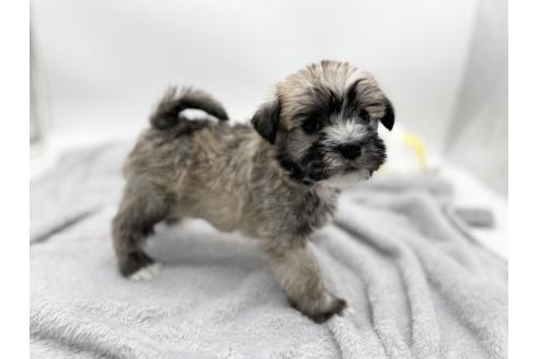 成約済の愛知県のマルシュナ:マルチーズ×ミニチュアシュナウザー-370153の5枚目