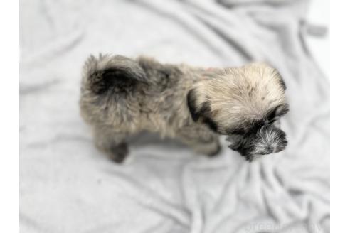 成約済の愛知県のマルシュナ:マルチーズ×ミニチュアシュナウザー-370153の4枚目