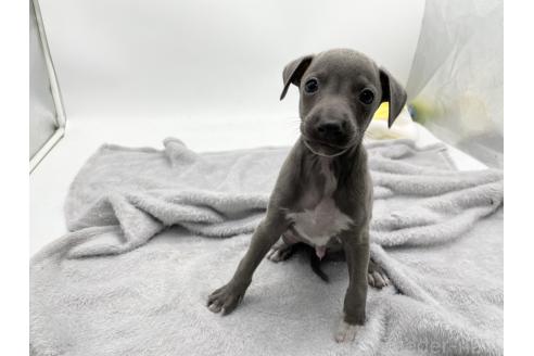 成約済の愛知県のイタリアングレーハウンド(イタグレ)-371540の1枚目