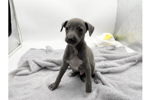 成約済の愛知県のイタリアングレーハウンド(イタグレ)-371540の6枚目