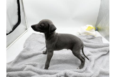 成約済の愛知県のイタリアングレーハウンド(イタグレ)-371540の5枚目