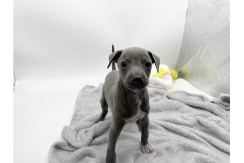 成約済の愛知県のイタリアングレーハウンド(イタグレ)-371540の4枚目