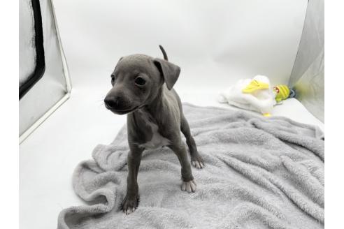 成約済の愛知県のイタリアングレーハウンド(イタグレ)-371540の3枚目