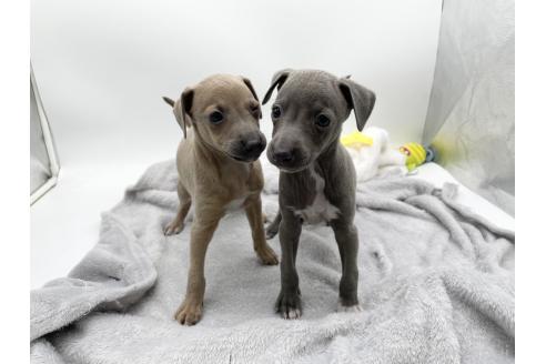 成約済の愛知県のイタリアングレーハウンド(イタグレ)-371540の2枚目