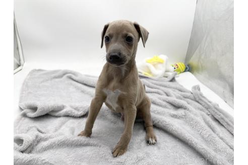 成約済の愛知県のイタリアングレーハウンド(イタグレ)-371541
