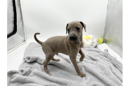 成約済の愛知県のイタリアングレーハウンド(イタグレ)-371541の5枚目