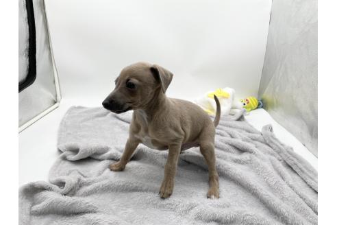 成約済の愛知県のイタリアングレーハウンド(イタグレ)-371541の4枚目