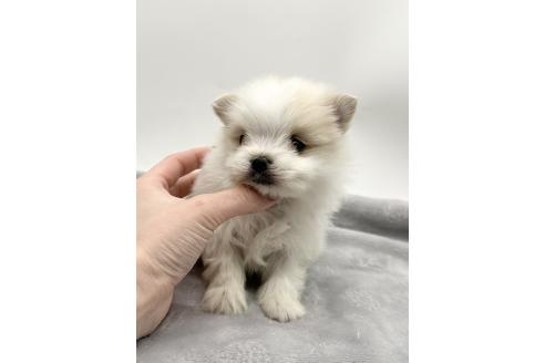 成約済の愛知県のポメマル:ポメラニアン×マルチーズ-371543