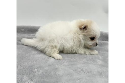 成約済の愛知県のポメマル:ポメラニアン×マルチーズ-371543の5枚目