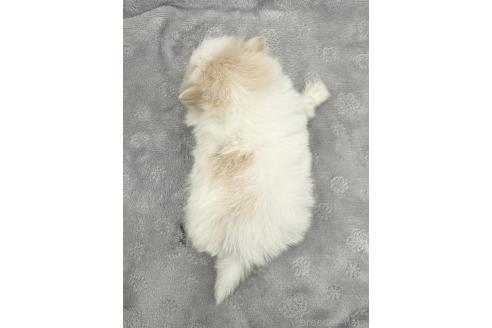 成約済の愛知県のポメマル:ポメラニアン×マルチーズ-371543の3枚目