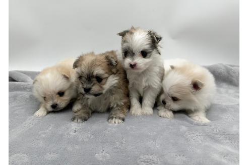 成約済の愛知県のポメマル:ポメラニアン×マルチーズ-371543の2枚目