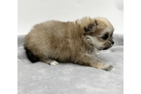 成約済の愛知県のポメマル:ポメラニアン×マルチーズ-371547の5枚目