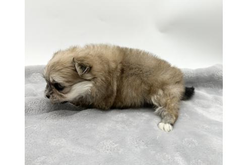 成約済の愛知県のポメマル:ポメラニアン×マルチーズ-371547の4枚目