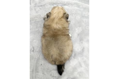 成約済の愛知県のポメマル:ポメラニアン×マルチーズ-371547の3枚目