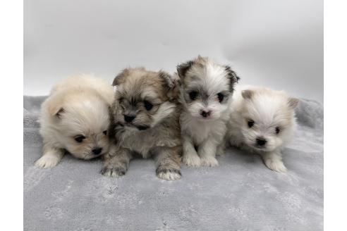 成約済の愛知県のポメマル:ポメラニアン×マルチーズ-371547の2枚目