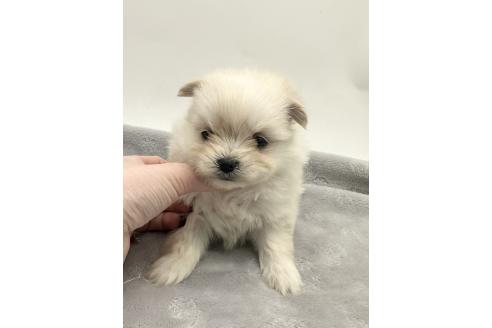 成約済の愛知県のポメマル:ポメラニアン×マルチーズ-371549