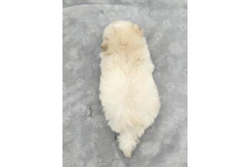 成約済の愛知県のポメマル:ポメラニアン×マルチーズ-371549の3枚目