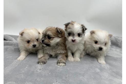 成約済の愛知県のポメマル:ポメラニアン×マルチーズ-371549の2枚目