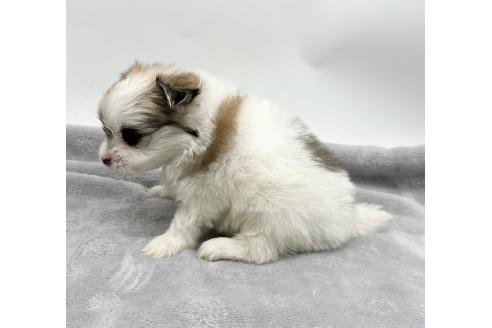 成約済の愛知県のポメマル:ポメラニアン×マルチーズ-371552の5枚目