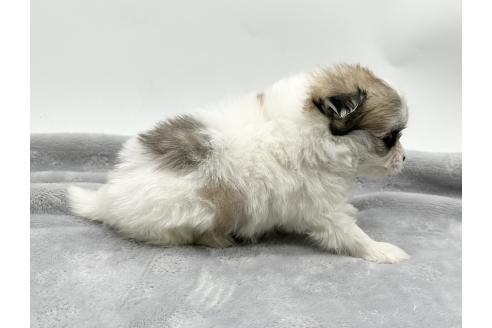 成約済の愛知県のポメマル:ポメラニアン×マルチーズ-371552の3枚目