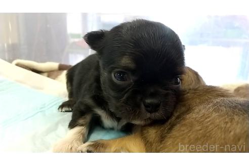 販売中の愛知県のチワワ(ロングコート)-371561の11枚目
