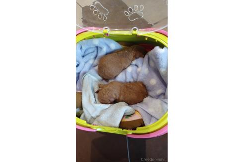 販売中の三重県のトイプードル-371571の16枚目