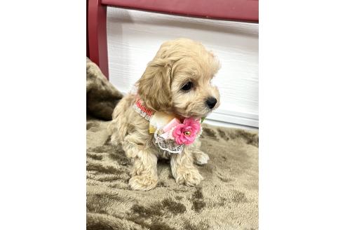 成約済の愛知県のマルプー:マルチーズ×トイプードル-364534の3枚目