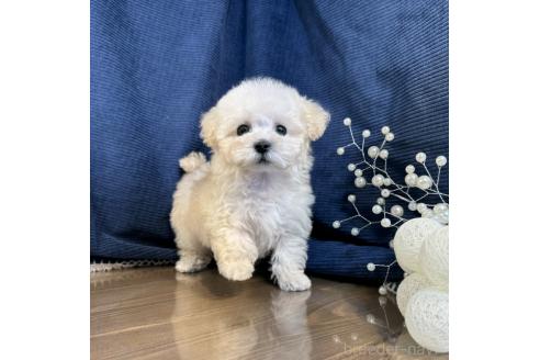 成約済の茨城県のタイニープードル-371576の3枚目