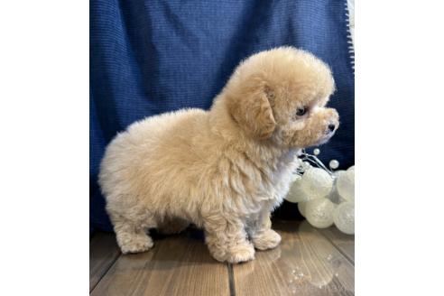 成約済の茨城県のタイニープードル-371577の4枚目