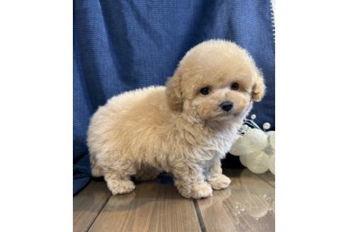 成約済の茨城県のタイニープードル-371577の3枚目
