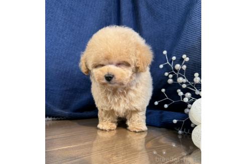 成約済の茨城県のタイニープードル-371577の2枚目