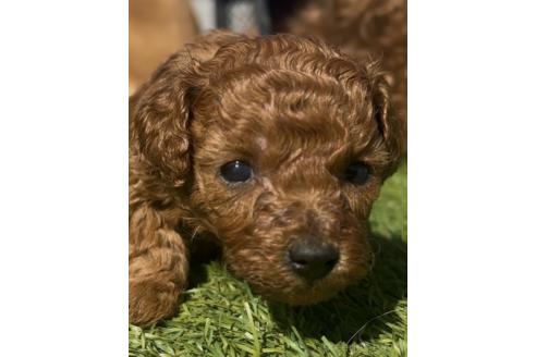 成約済の茨城県のティーカッププードル-371473の1枚目