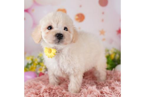 成約済の東京都のミックス犬-371587の5枚目