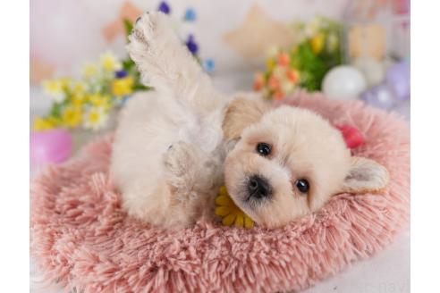 成約済の東京都のミックス犬-371587の3枚目