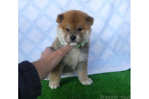 成約済のの柴犬-371591