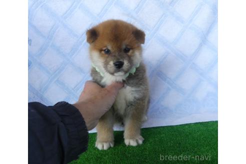成約済の静岡県の柴犬-371591の6枚目