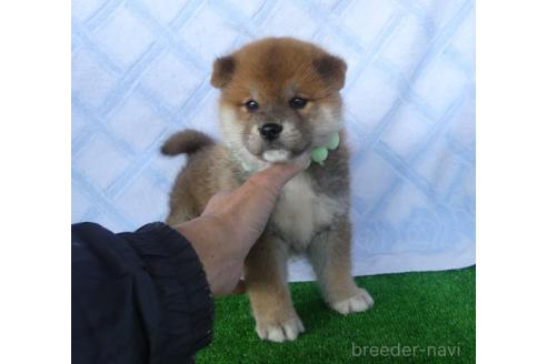 成約済の静岡県の柴犬-371591の5枚目