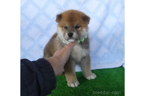 成約済の静岡県の柴犬-371591の4枚目