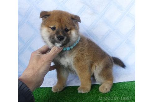成約済の静岡県の柴犬-371597の7枚目