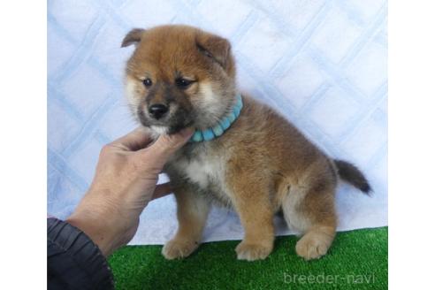 成約済の静岡県の柴犬-371597の5枚目