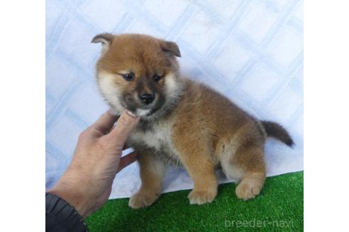 成約済の静岡県の柴犬-371597の6枚目