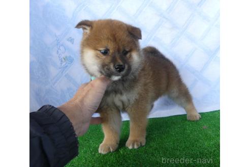 成約済の静岡県の柴犬-371597の4枚目