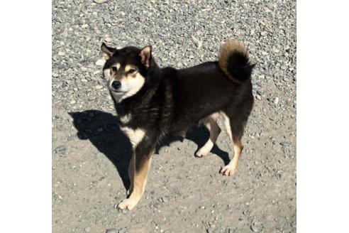 成約済の静岡県の柴犬-371597の2枚目