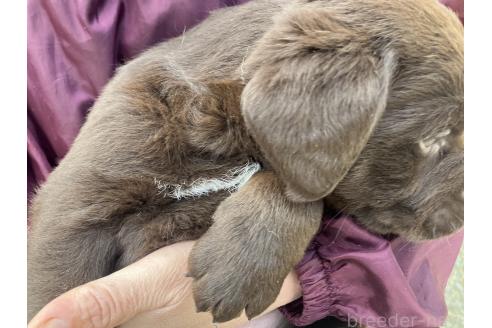 成約済の福島県のラブラドールレトリーバー-371599の2枚目