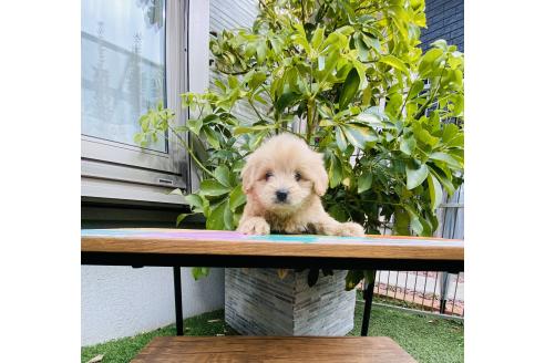 成約済の千葉県のミックス犬-371603の3枚目