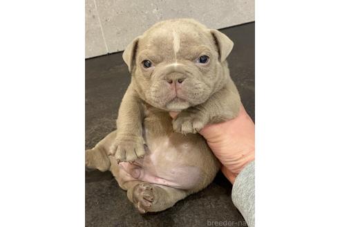 成約済の佐賀県のエキゾチックブリー-371621の3枚目