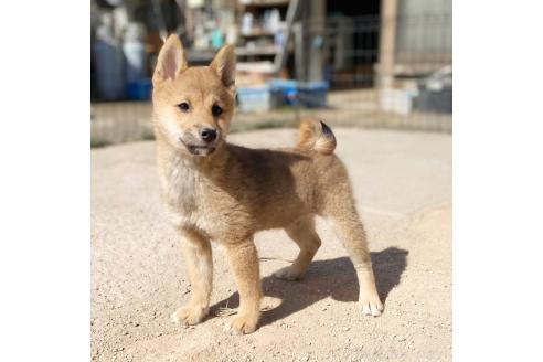 成約済の茨城県の豆柴-358174の10枚目