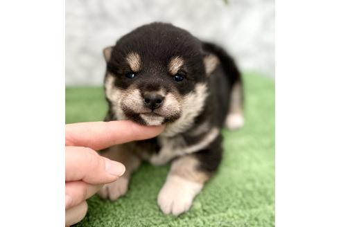 成約済の埼玉県の柴犬-370467の12枚目