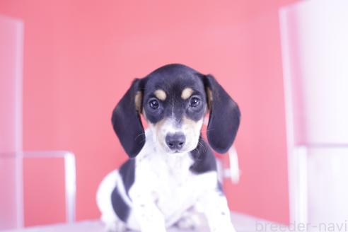 成約済の愛知県のミニチュアダックスフンド(スムースヘアード)-368673の6枚目