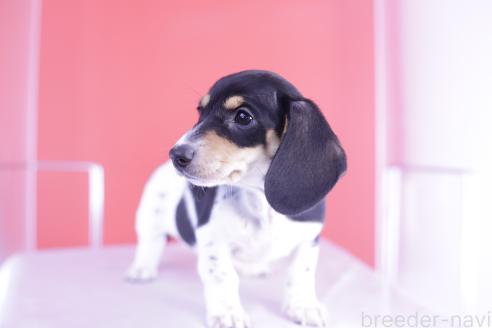 成約済の愛知県のミニチュアダックスフンド(スムースヘアード)-368673の5枚目